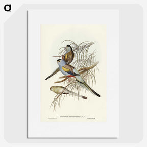 3-37_John-Gould_picture