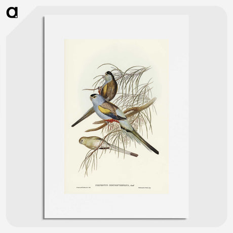 3-37_John-Gould_picture