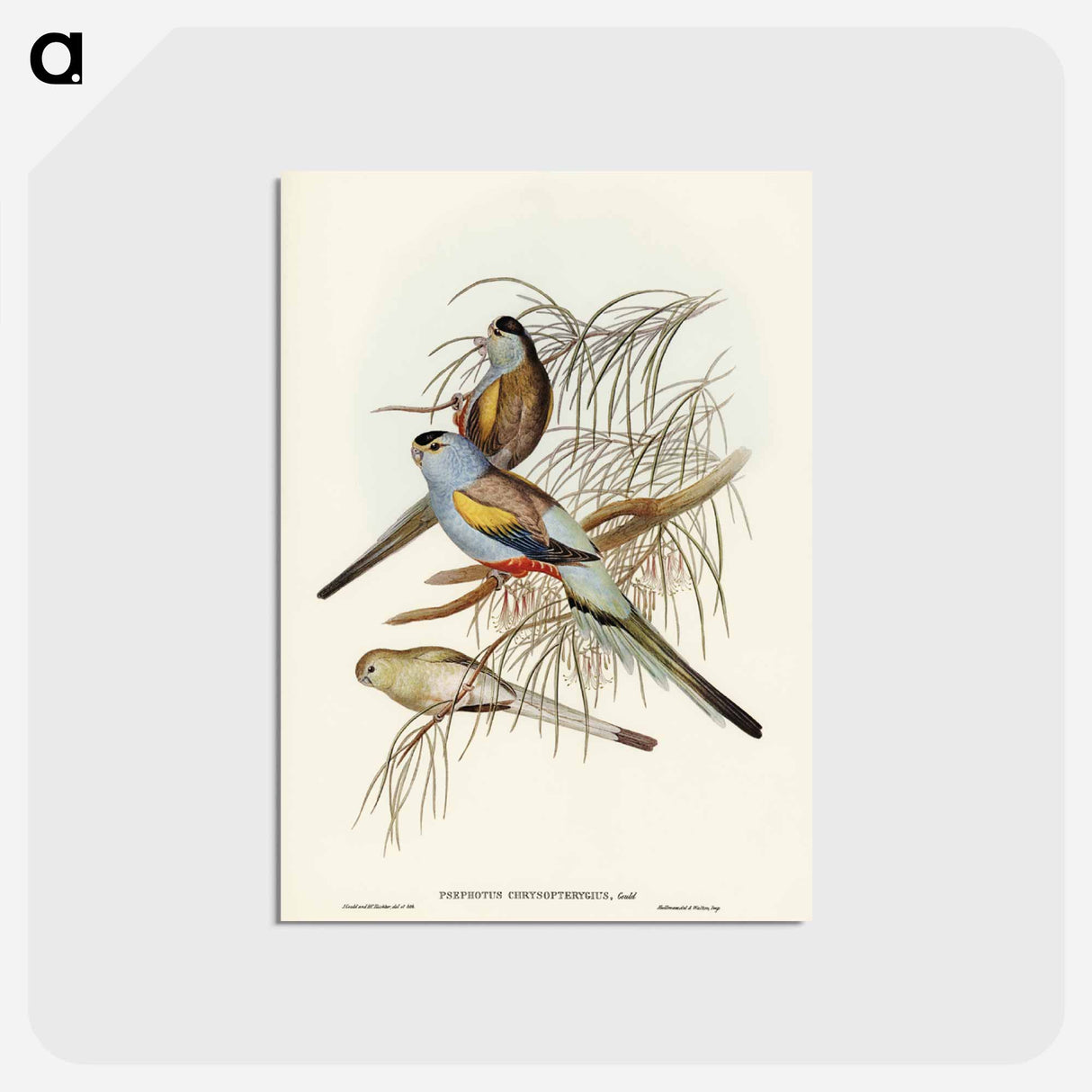アートポストカード-Golden-backed Parakeet
 - ジョン グールド Postcard.