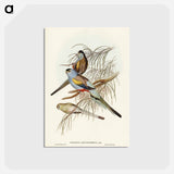 アートポストカード-Golden-backed Parakeet
 - ジョン グールド Postcard.