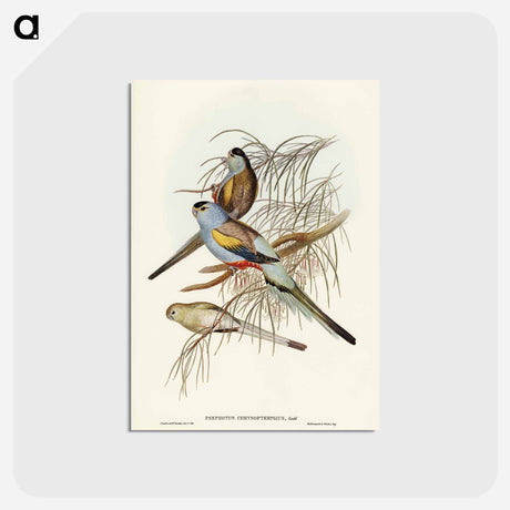 アートポストカード-Golden-backed Parakeet
 - ジョン グールド Postcard.