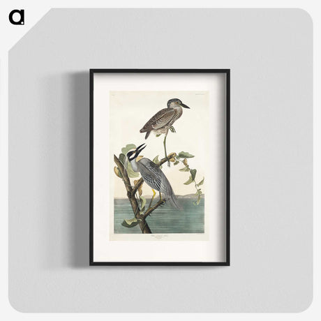 3-37_John-James-Audubon_blk