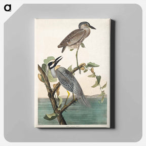アートパネル-Yellow-Crowned Heron
 - ジョン ジェームス オーデュボン Canvas.