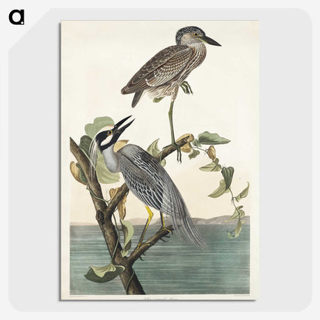 3-37_John-James-Audubon_picture-crop