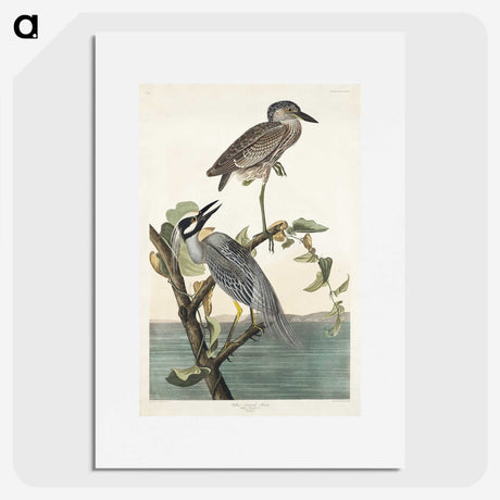3-37_John-James-Audubon_picture