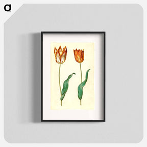 アートポスター-Tulipa gesneriana
 - マリア ジビーラ メーリアン Poster.
