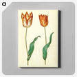 3-37_Maria-Sibylla-Merian_canvas
