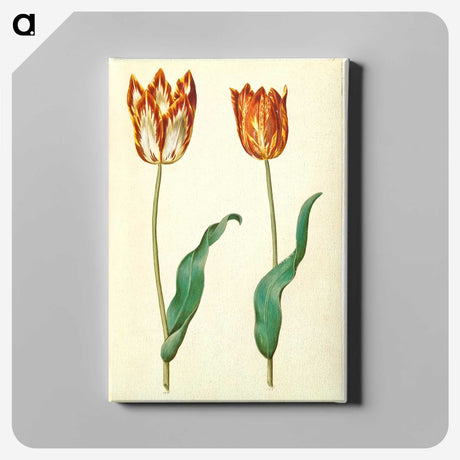 3-37_Maria-Sibylla-Merian_canvas