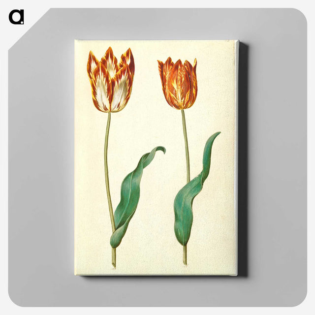 3-37_Maria-Sibylla-Merian_canvas