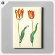 アートパネル-Tulipa gesneriana
 - マリア ジビーラ メーリアン Canvas.