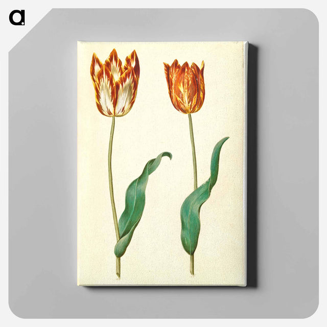 アートパネル-Tulipa gesneriana
 - マリア ジビーラ メーリアン Canvas.