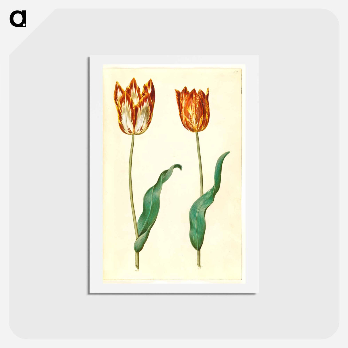 アートポストカード-Tulipa gesneriana
 - マリア ジビーラ メーリアン Postcard.