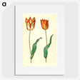 3-37_Maria-Sibylla-Merian_picture