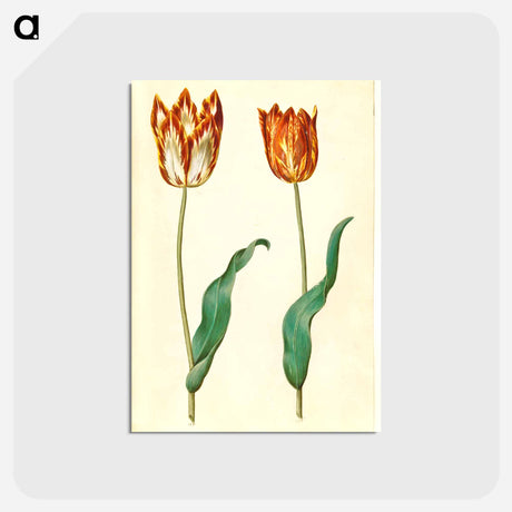 アートポストカード-Tulipa gesneriana
 - マリア ジビーラ メーリアン Postcard.