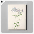3-37_Mary-Vaux-Walcott_canvas