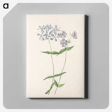 3-37_Mary-Vaux-Walcott_canvas