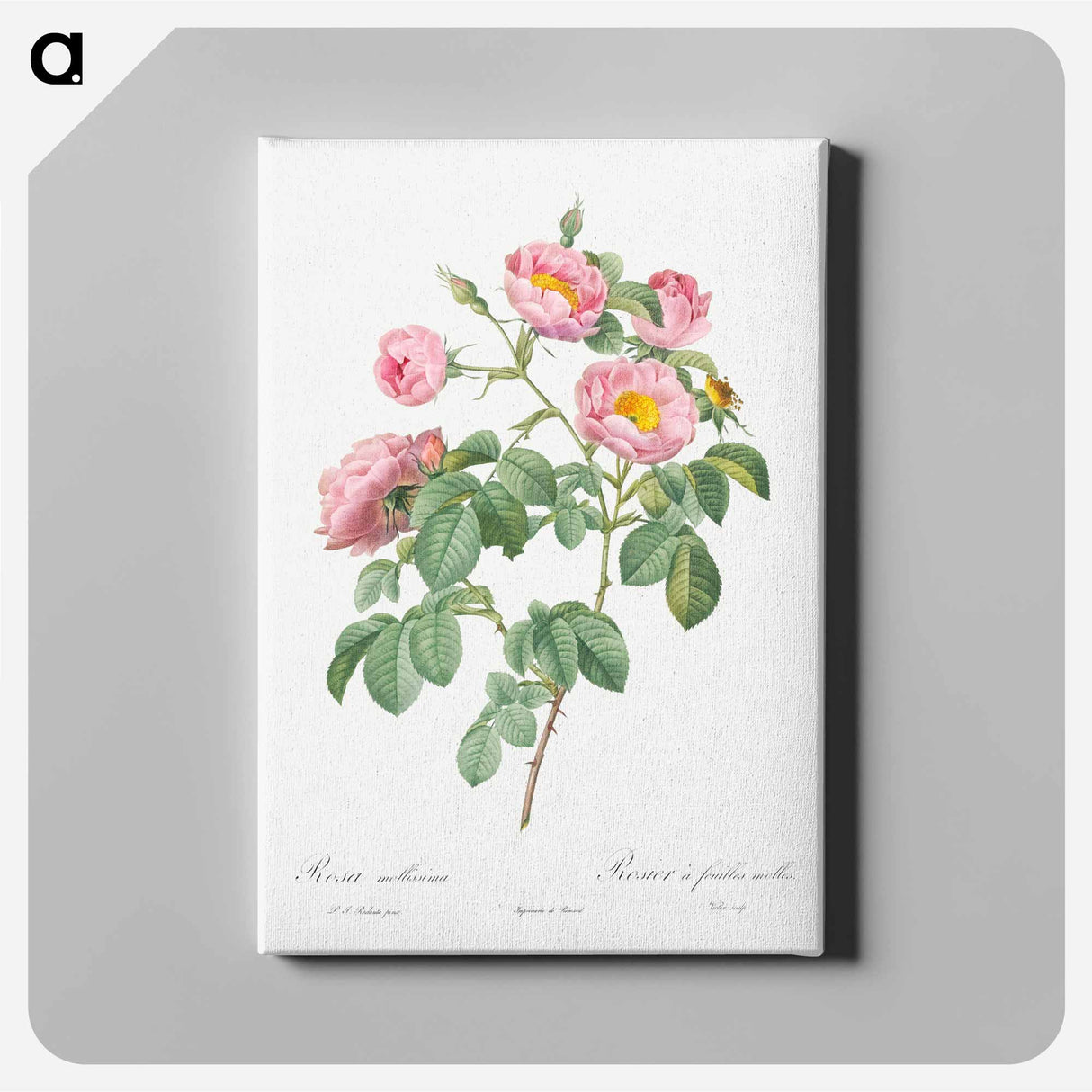 アートパネル-Semi-Double Variety of Tomentose Rose - ピエール ジョゼフ ルドゥーテ Canvas.