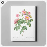 アートパネル-Semi-Double Variety of Tomentose Rose - ピエール ジョゼフ ルドゥーテ Canvas.