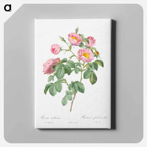アートパネル-Semi-Double Variety of Tomentose Rose - ピエール ジョゼフ ルドゥーテ Canvas.