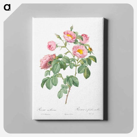 アートパネル-Semi-Double Variety of Tomentose Rose - ピエール ジョゼフ ルドゥーテ Canvas.