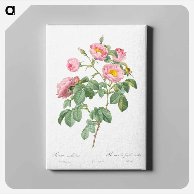 アートパネル-Semi-Double Variety of Tomentose Rose - ピエール ジョゼフ ルドゥーテ Canvas.