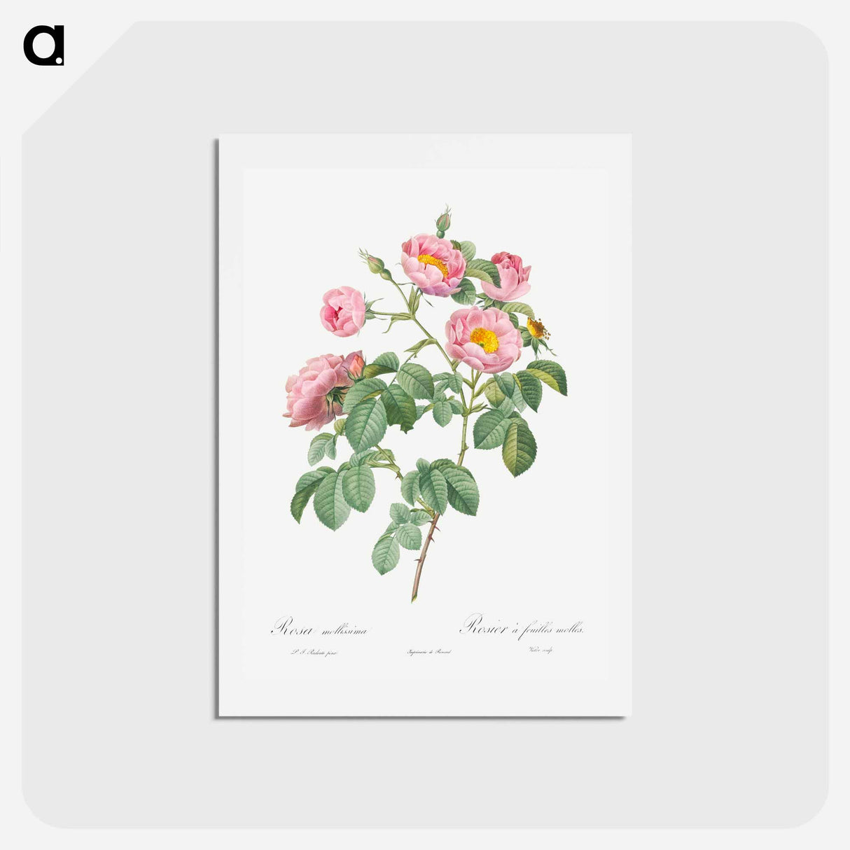 アートポストカード-Semi-Double Variety of Tomentose Rose - ピエール ジョゼフ ルドゥーテ Postcard.