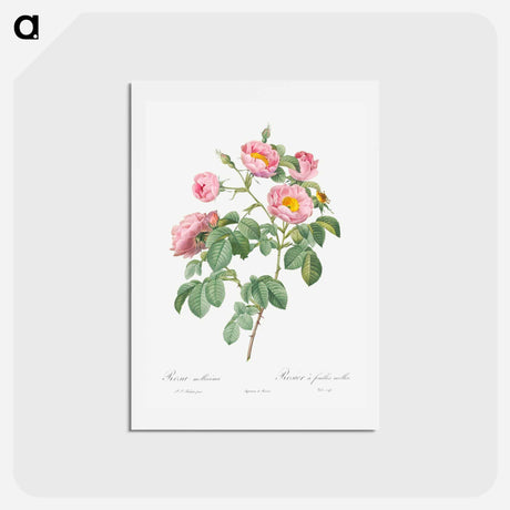 アートポストカード-Semi-Double Variety of Tomentose Rose - ピエール ジョゼフ ルドゥーテ Postcard.