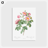 アートポストカード-Semi-Double Variety of Tomentose Rose - ピエール ジョゼフ ルドゥーテ Postcard.