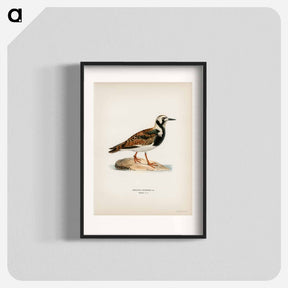 アートポスター-Ruddy Turnstone
 - スヴェンスカ フォグラル Poster.