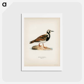 アートポストカード-Ruddy Turnstone
 - スヴェンスカ フォグラル Postcard.
