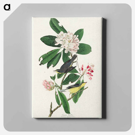 アートパネル-Canada Warbler from Birds of America
 - アメリカの鳥たち Canvas.