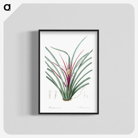 3-37_The-Lilies_blk-crop
