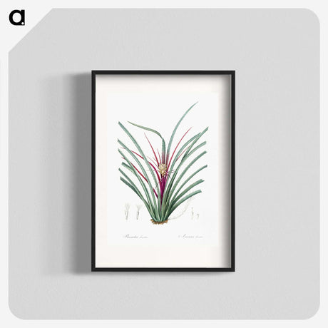 3-37_The-Lilies_blk