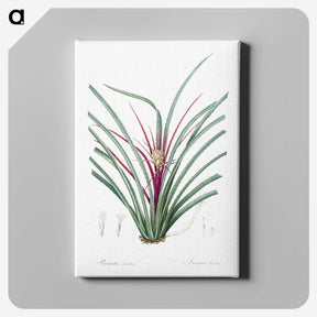 3-37_The-Lilies_canvas