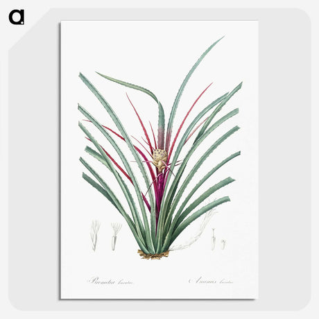 3-37_The-Lilies_picture-crop
