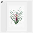 3-37_The-Lilies_picture