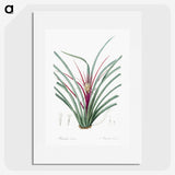 3-37_The-Lilies_picture