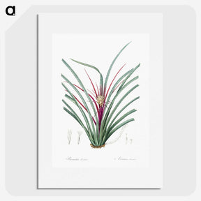 3-37_The-Lilies_picture