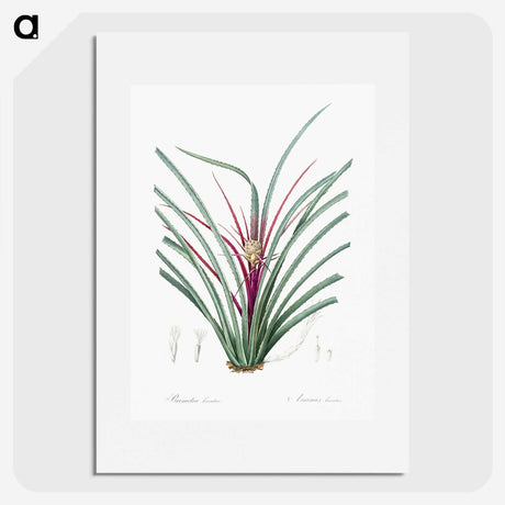 3-37_The-Lilies_picture