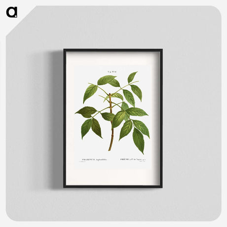 3-37_Treatise-on-Trees-and-Shrubs_blk