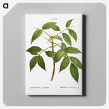 3-37_Treatise-on-Trees-and-Shrubs_canvas