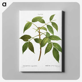 3-37_Treatise-on-Trees-and-Shrubs_canvas