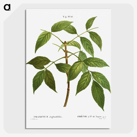 3-37_Treatise-on-Trees-and-Shrubs_picture-crop