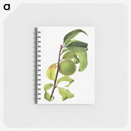 3-37_USDA-Watercolor-Fruit-Painting-Collection_memo