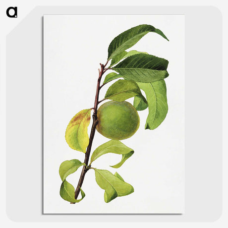 3-37_USDA-Watercolor-Fruit-Painting-Collection_picture-crop