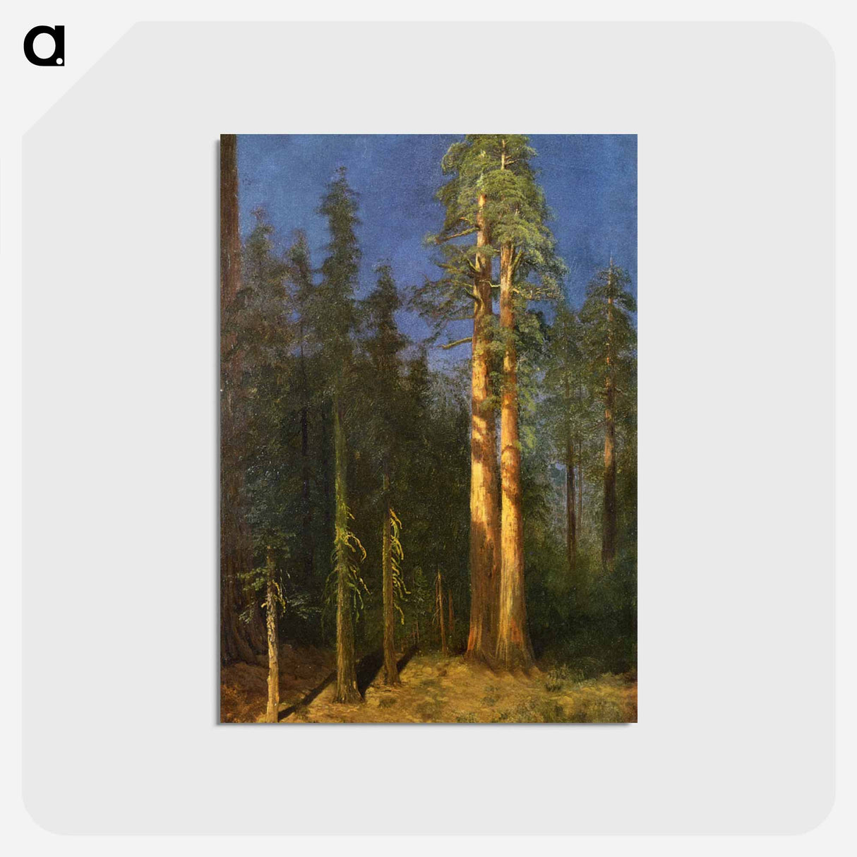 California Redwoods - アルバート ビアスタット Postcard.