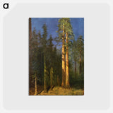 California Redwoods - アルバート ビアスタット Postcard.