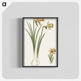 3-38_Anselmus-Boetius-de-Boodt_blk-crop