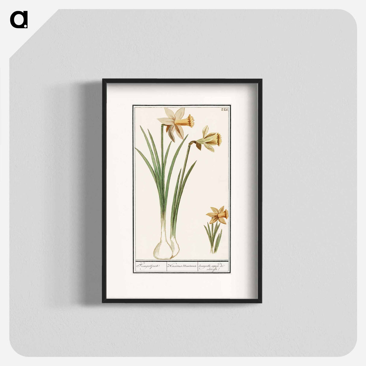 Wilde narcis, Narcissus pseudonarcissus - アンセルムス ボエティウス デ ブート Poster.