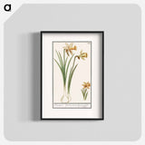 Wilde narcis, Narcissus pseudonarcissus - アンセルムス ボエティウス デ ブート Poster.